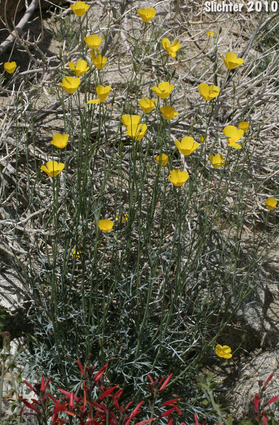 Parish's Poppy, Pygmy Poppy: Eschscholzia parishii