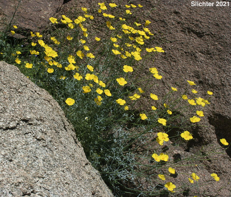 Parish's Poppy, Pygmy Poppy: Eschscholzia parishii