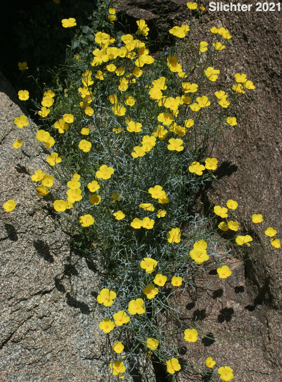 Parish's Poppy, Pygmy Poppy: Eschscholzia parishii