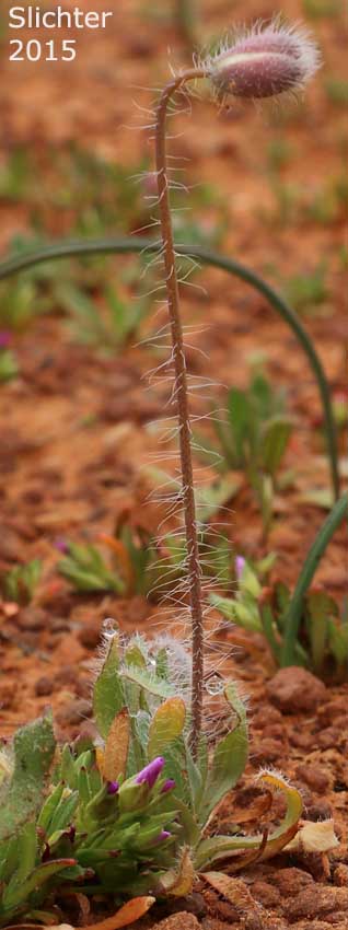 Creamcups, Cream Cups: Platystemon californicus (Synonyms: Platystemon californicus var. ciliatus; Platystemon californicus var. crinitus; Platystemon californicus var. horridulus; Platystemon californicus var. nutans; Platystemon californicus var. ornithopus; Platystemon californicus var. sphaerocarpus; Platystemon crinitus)
