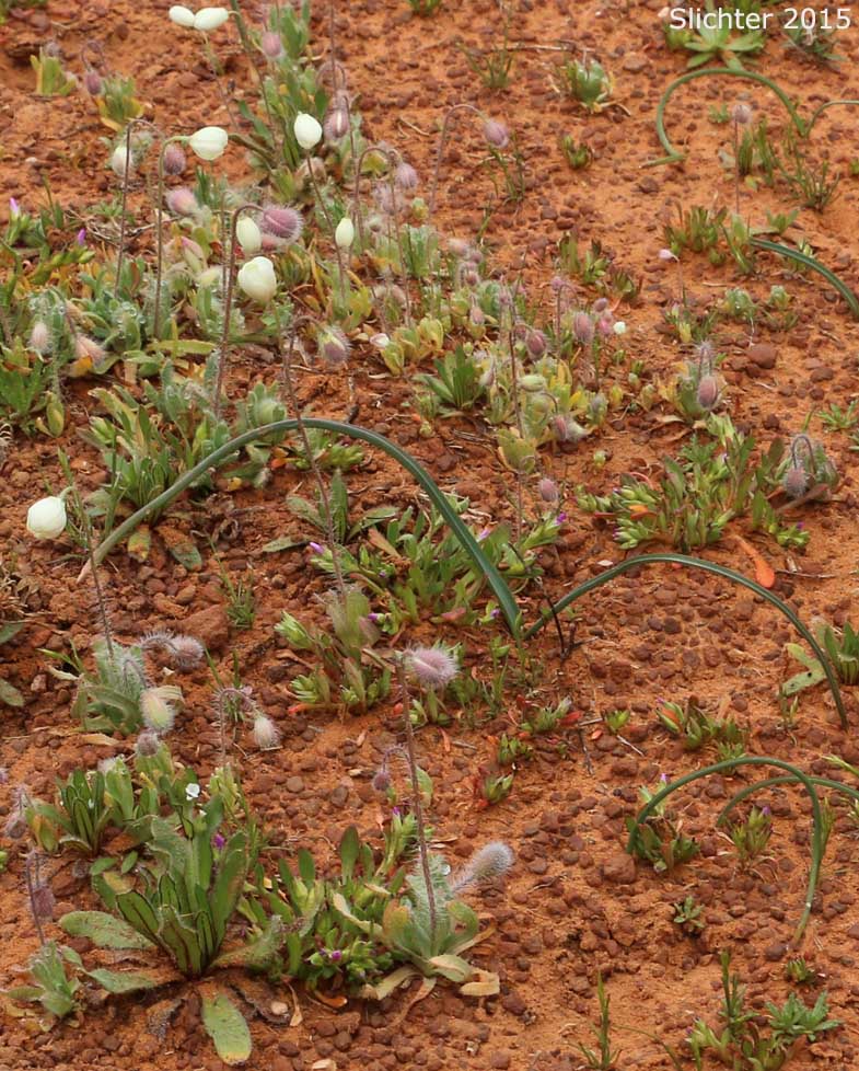 Creamcups, Cream Cups: Platystemon californicus (Synonyms: Platystemon californicus var. ciliatus; Platystemon californicus var. crinitus; Platystemon californicus var. horridulus; Platystemon californicus var. nutans; Platystemon californicus var. ornithopus; Platystemon californicus var. sphaerocarpus; Platystemon crinitus)