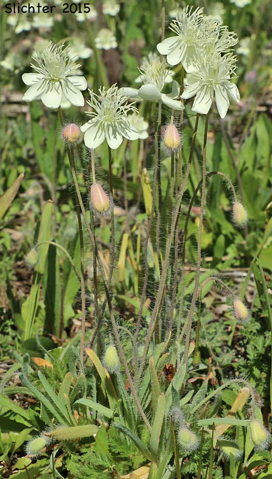Creamcups, Cream Cups: Platystemon californicus (Synonyms: Platystemon californicus var. ciliatus; Platystemon californicus var. crinitus; Platystemon californicus var. horridulus; Platystemon californicus var. nutans; Platystemon californicus var. ornithopus; Platystemon californicus var. sphaerocarpus; Platystemon crinitus)