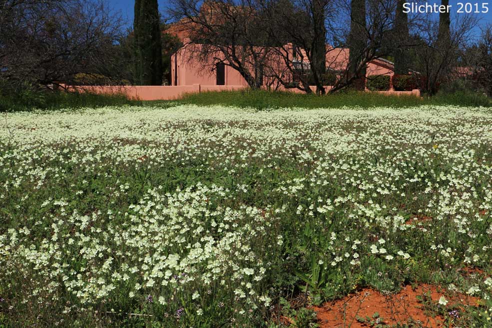 Creamcups, Cream Cups: Platystemon californicus (Synonyms: Platystemon californicus var. ciliatus; Platystemon californicus var. crinitus; Platystemon californicus var. horridulus; Platystemon californicus var. nutans; Platystemon californicus var. ornithopus; Platystemon californicus var. sphaerocarpus; Platystemon crinitus)