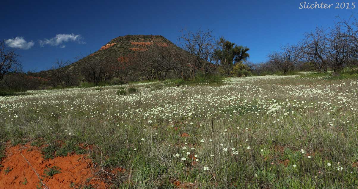 Creamcups, Cream Cups: Platystemon californicus (Synonyms: Platystemon californicus var. ciliatus; Platystemon californicus var. crinitus; Platystemon californicus var. horridulus; Platystemon californicus var. nutans; Platystemon californicus var. ornithopus; Platystemon californicus var. sphaerocarpus; Platystemon crinitus)
