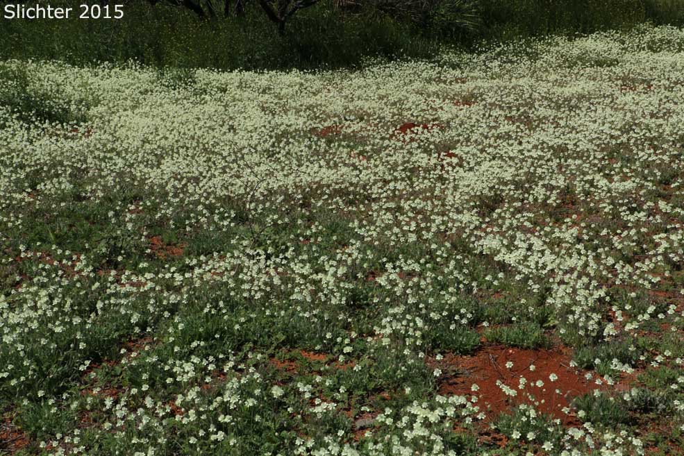 Creamcups, Cream Cups: Platystemon californicus (Synonyms: Platystemon californicus var. ciliatus; Platystemon californicus var. crinitus; Platystemon californicus var. horridulus; Platystemon californicus var. nutans; Platystemon californicus var. ornithopus; Platystemon californicus var. sphaerocarpus; Platystemon crinitus)