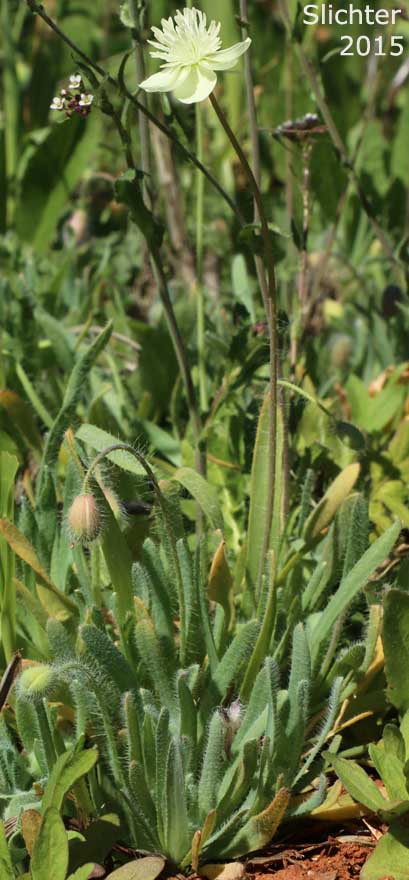 Creamcups, Cream Cups: Platystemon californicus (Synonyms: Platystemon californicus var. ciliatus; Platystemon californicus var. crinitus; Platystemon californicus var. horridulus; Platystemon californicus var. nutans; Platystemon californicus var. ornithopus; Platystemon californicus var. sphaerocarpus; Platystemon crinitus)