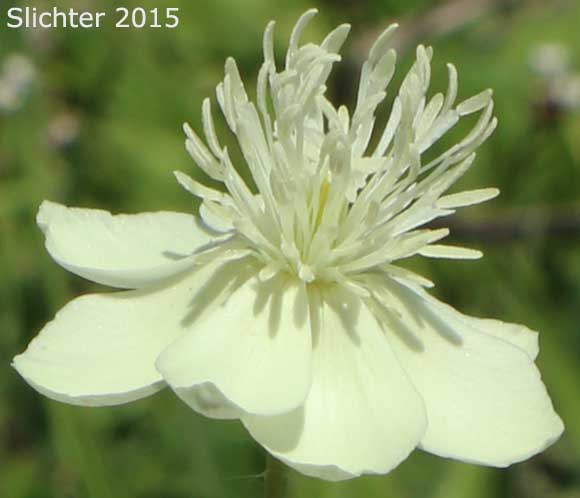 Creamcups, Cream Cups: Platystemon californicus (Synonyms: Platystemon californicus var. ciliatus; Platystemon californicus var. crinitus; Platystemon californicus var. horridulus; Platystemon californicus var. nutans; Platystemon californicus var. ornithopus; Platystemon californicus var. sphaerocarpus; Platystemon crinitus)