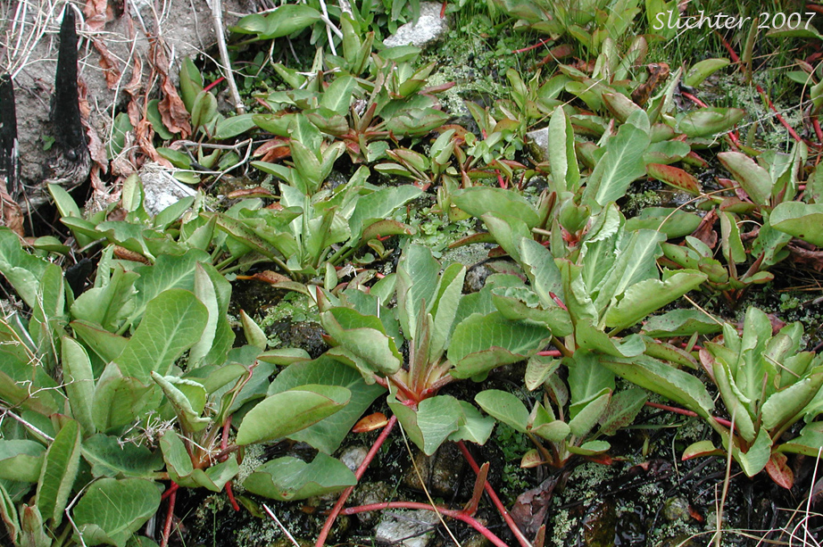 Yerba Mansa: Anemopsis californica (Synonym: Anemopsis californica var. subglabra)