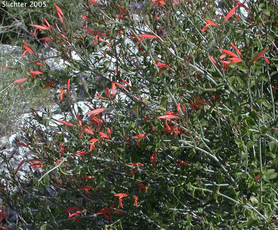 Beloperone, Chuparosa, Hummingbird-bush: Justicia californica (Synonym: Beloperone californica)
