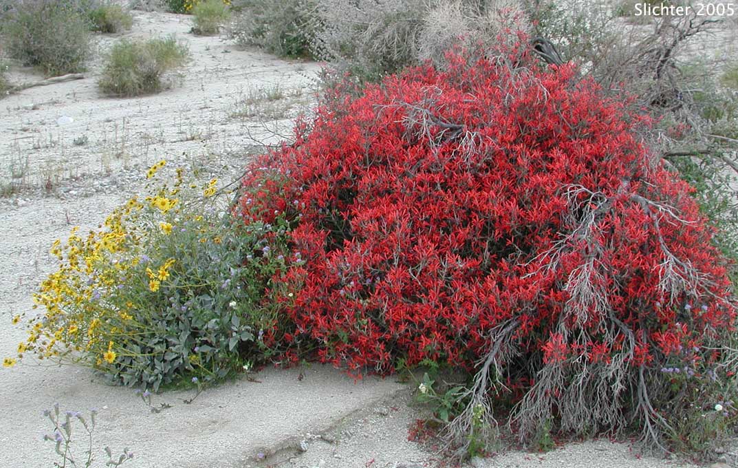 Beloperone, Chuparosa, Hummingbird-bush: Justicia californica (Synonym: Beloperone californica)