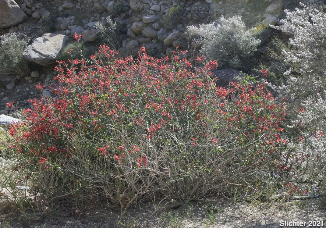 Beloperone, Chuparosa, Hummingbird-bush: Justicia californica (Synonym: Beloperone californica)