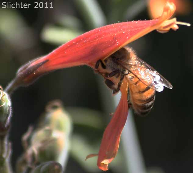 Beloperone, Chuparosa, Hummingbird-bush: Justicia californica (Synonym: Beloperone californica)
