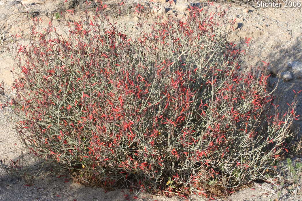 Beloperone, Chuparosa, Hummingbird-bush: Justicia californica (Synonym: Beloperone californica)