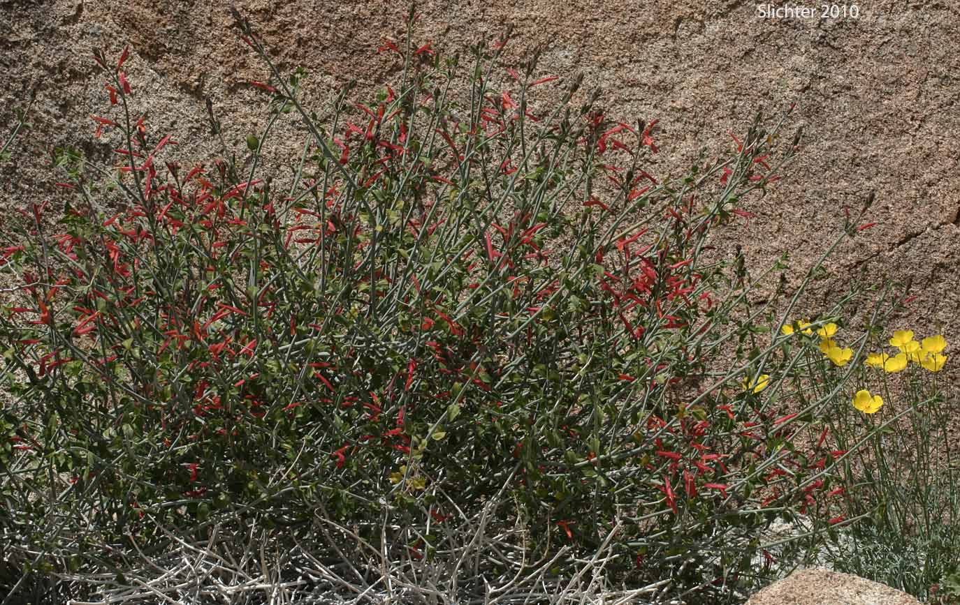 Beloperone, Chuparosa, Hummingbird-bush: Justicia californica (Synonym: Beloperone californica)