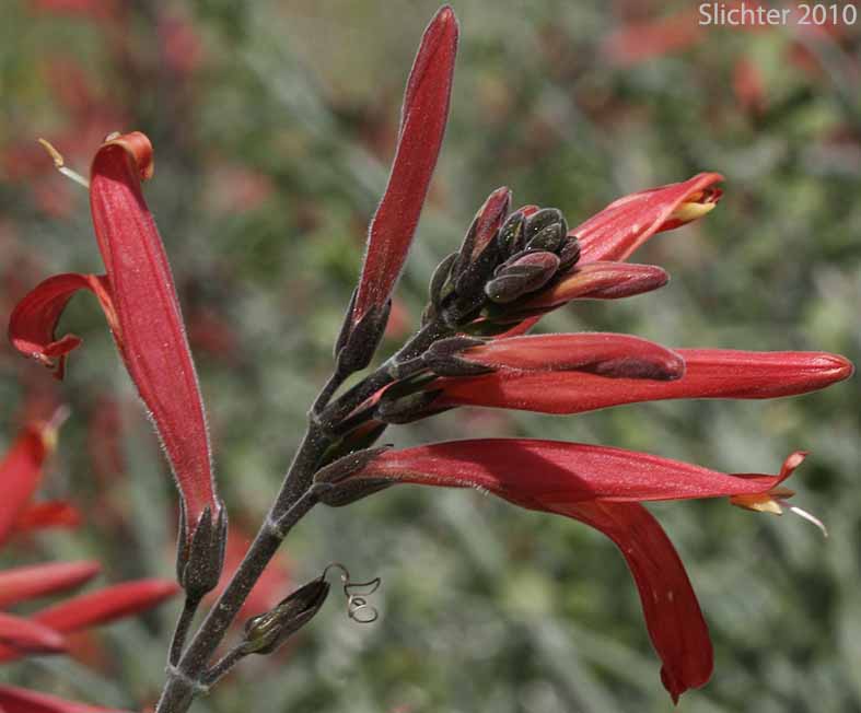Beloperone, Chuparosa, Hummingbird-bush: Justicia californica (Synonym: Beloperone californica)