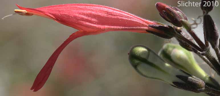 Beloperone, Chuparosa, Hummingbird-bush: Justicia californica (Synonym: Beloperone californica)