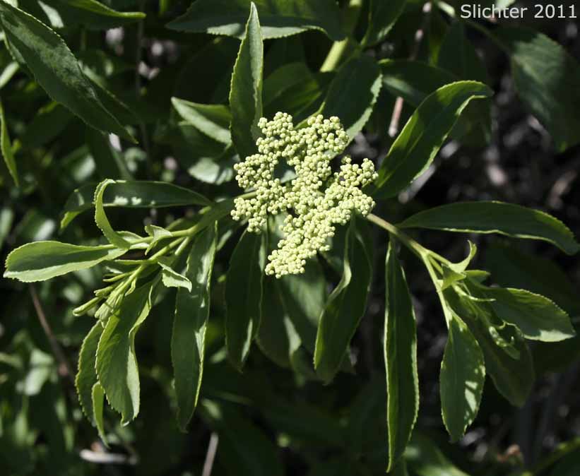 Blue Elderberry: Sambucus nigra ssp. caerulea (Synonyms: Sambucus caerulea; Sambucus mexicana, misappl.)