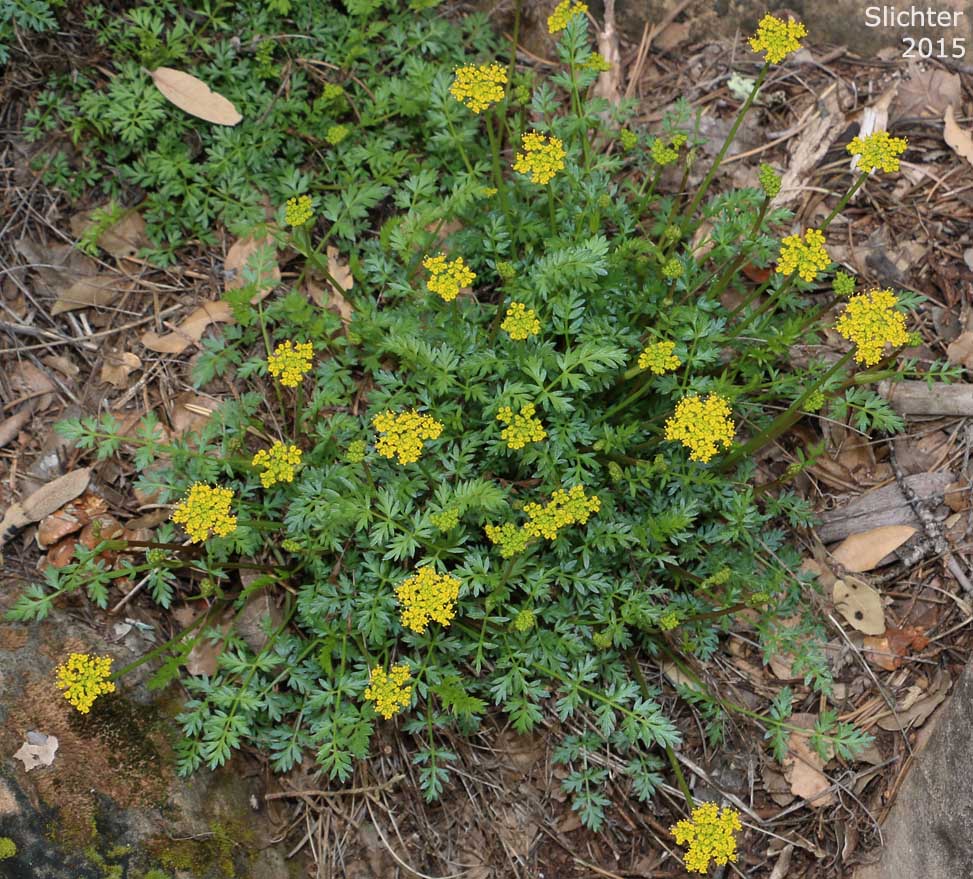 MacDougal's Indian Parsley: Aletes macdougalii ssp. macdougalii (Synonyms: Cymopterus macdougalii, Oreoxis macdougalii)