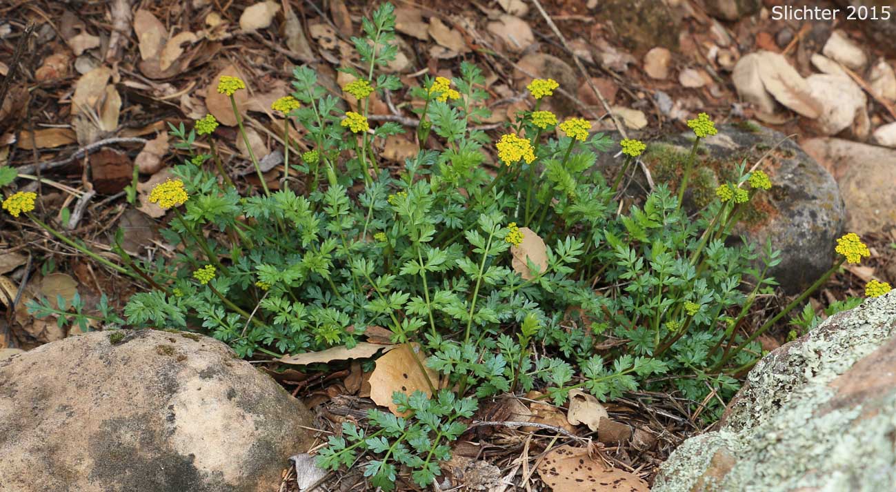 MacDougal's Indian Parsley: Aletes macdougalii ssp. macdougalii (Synonyms: Cymopterus macdougalii, Oreoxis macdougalii)
