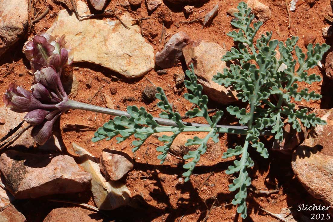 Arizona Cymopterus, Arizona Springparsley, Purplenerve Springparsley: Cymopterus multinervatus