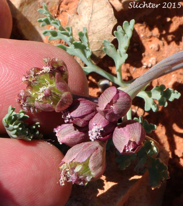 Arizona Cymopterus, Arizona Springparsley, Purplenerve Springparsley: Cymopterus multinervatus