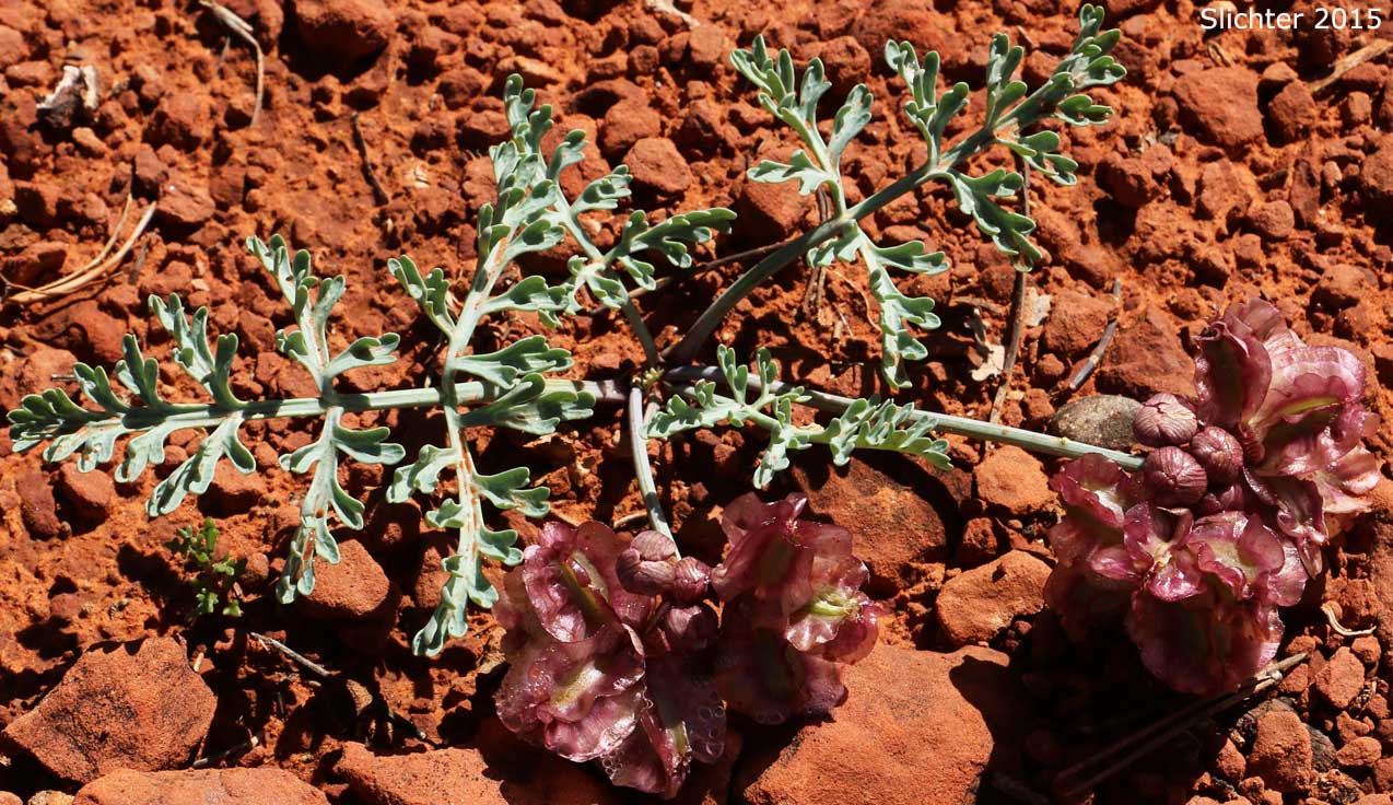 Arizona Cymopterus, Arizona Springparsley, Purplenerve Springparsley: Cymopterus multinervatus