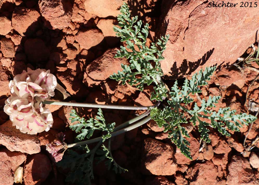 Maturing fruits of Arizona Cymopterus, Arizona Springparsley, Purplenerve Springparsley: Cymopterus multinervatus