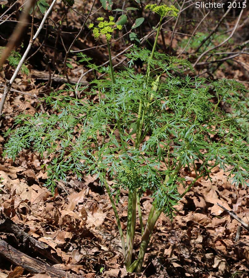Carrotleaf Biscuit Root, Fern-leaf Desert Parsley, Fern-leaved Desert Parsley: Lomatium dissectum var. multifidum (Synonyms: Leptotaenia multifida, Lomatium dissectum var. eatonii)
