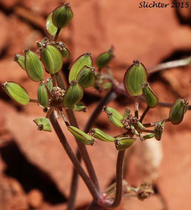 Maturing fruits of Desert Biscuitroot, Macdougal's Biscuitroot, Macdougal's Lomatium: Lomatium foeniculaceum ssp. macdougalii (Synonyms: Lomatium foeniculaceum var. macdougalii, Lomatium macdougalii)