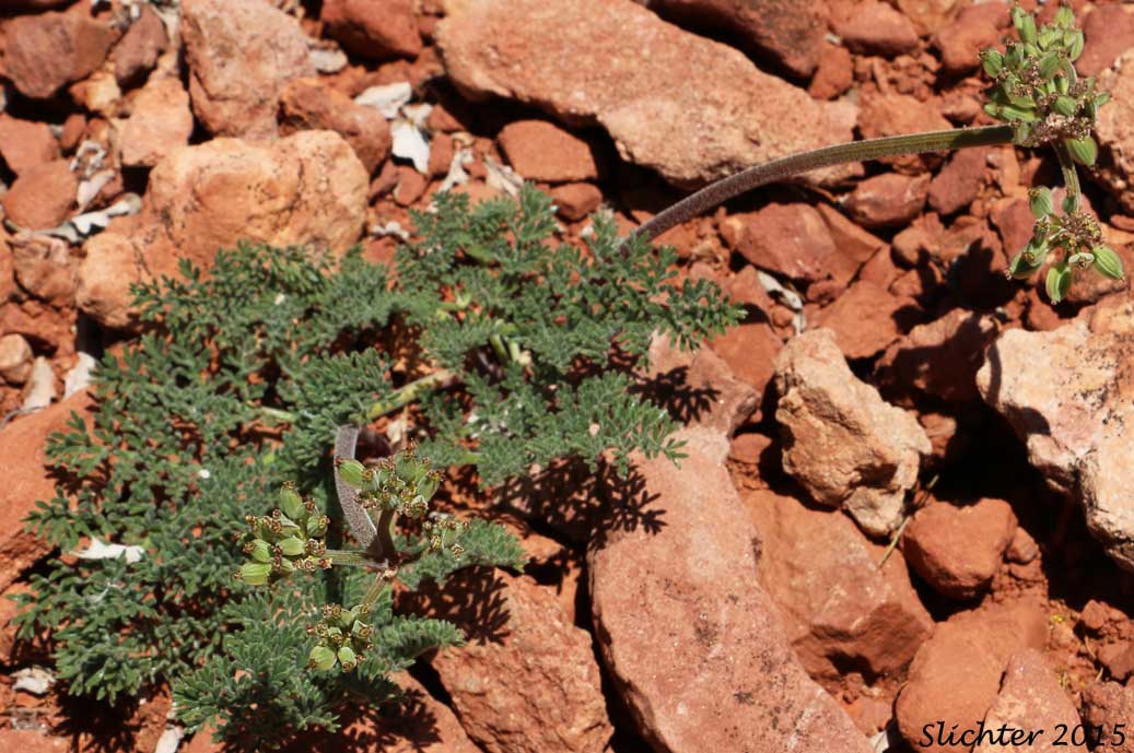 Desert Biscuitroot, Macdougal's Biscuitroot, Macdougal's Lomatium: Lomatium foeniculaceum ssp. macdougalii (Synonyms: Lomatium foeniculaceum var. macdougalii, Lomatium macdougalii)