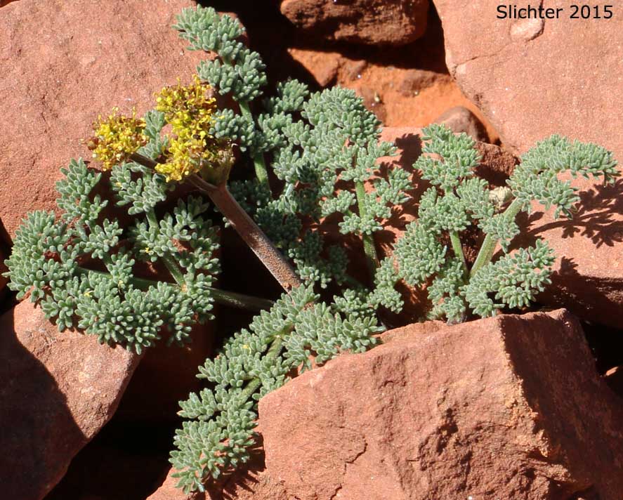 Desert Biscuitroot, Macdougal's Biscuitroot, Macdougal's Lomatium: Lomatium foeniculaceum ssp. macdougalii (Synonyms: Lomatium foeniculaceum var. macdougalii, Lomatium macdougalii)