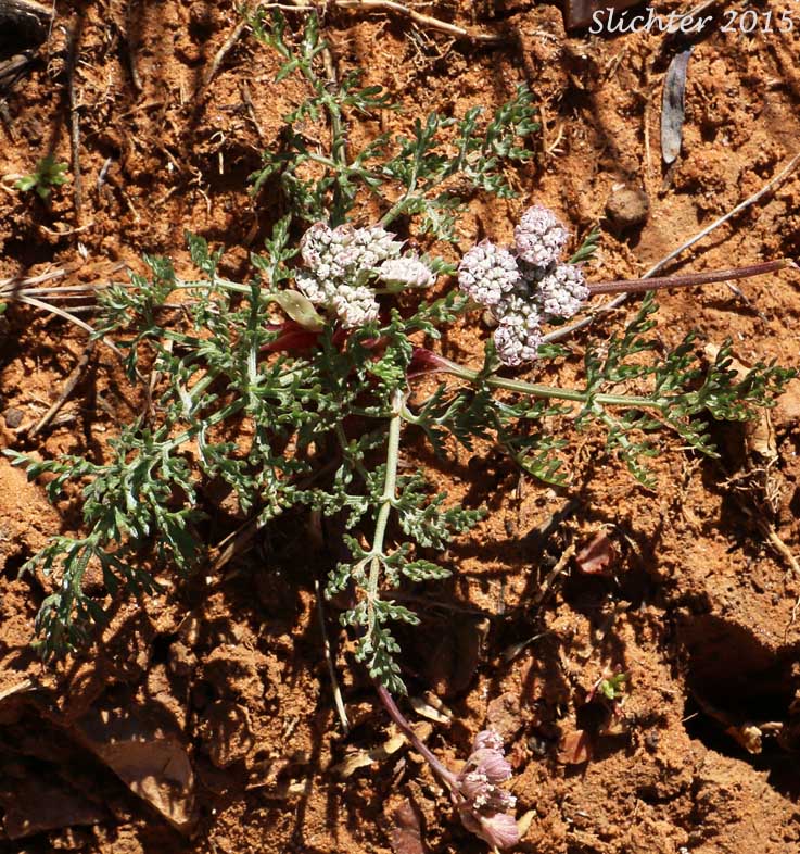 Parish's Biscuitroot, Parish's Lomatium: Lomatium nevadense var. parishii (Synonyms: Lomatium nevadense var. holpterum, Lomatium nevadense var. pseudorientale)