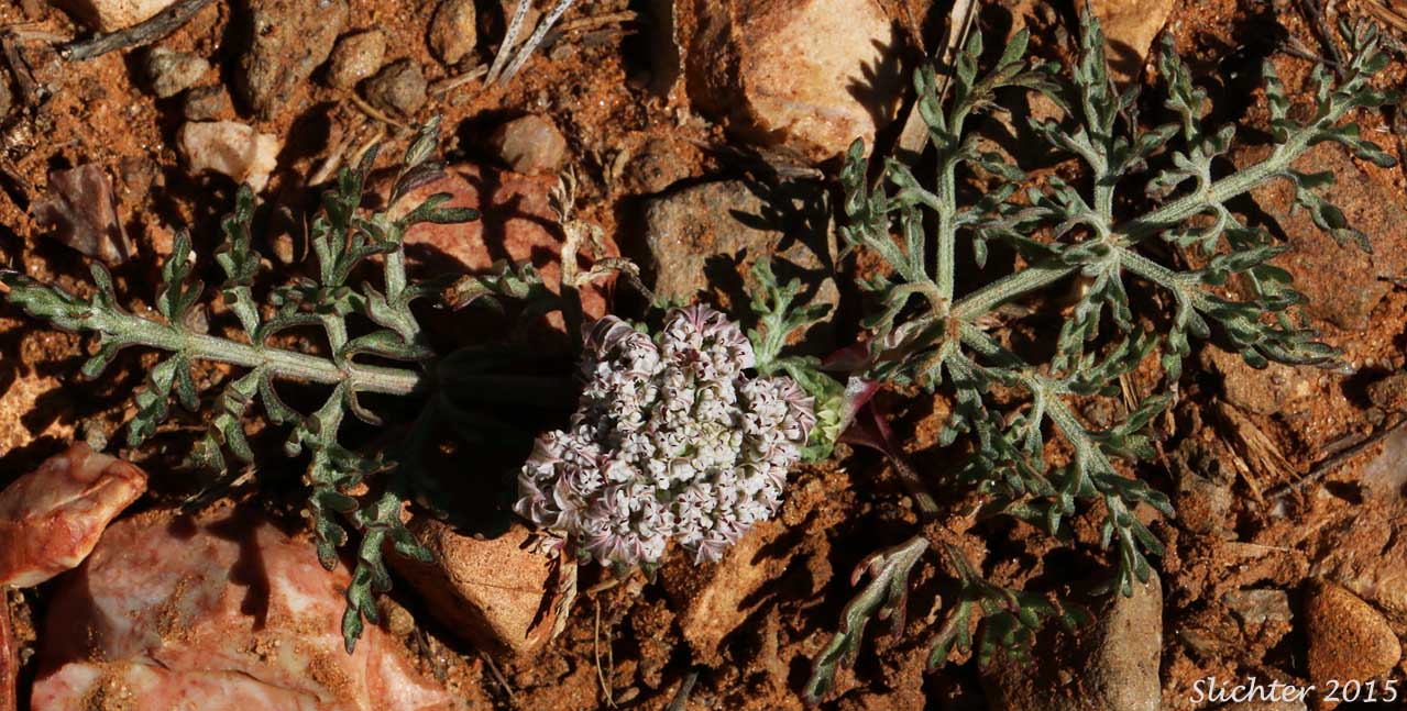 Parish's Biscuitroot, Parish's Lomatium: Lomatium nevadense var. parishii (Synonyms: Lomatium nevadense var. holpterum, Lomatium nevadense var. pseudorientale)