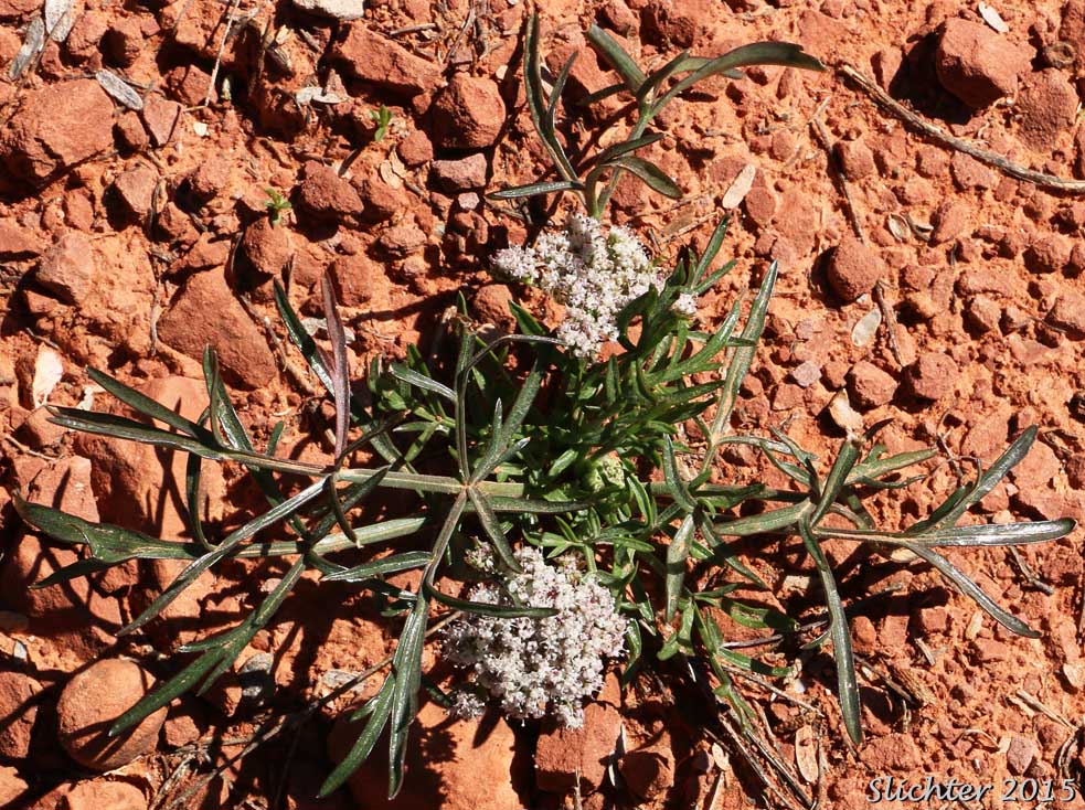Parish's Biscuitroot, Parish's Lomatium: Lomatium nevadense var. parishii (Synonyms: Lomatium nevadense var. holpterum, Lomatium nevadense var. pseudorientale)
