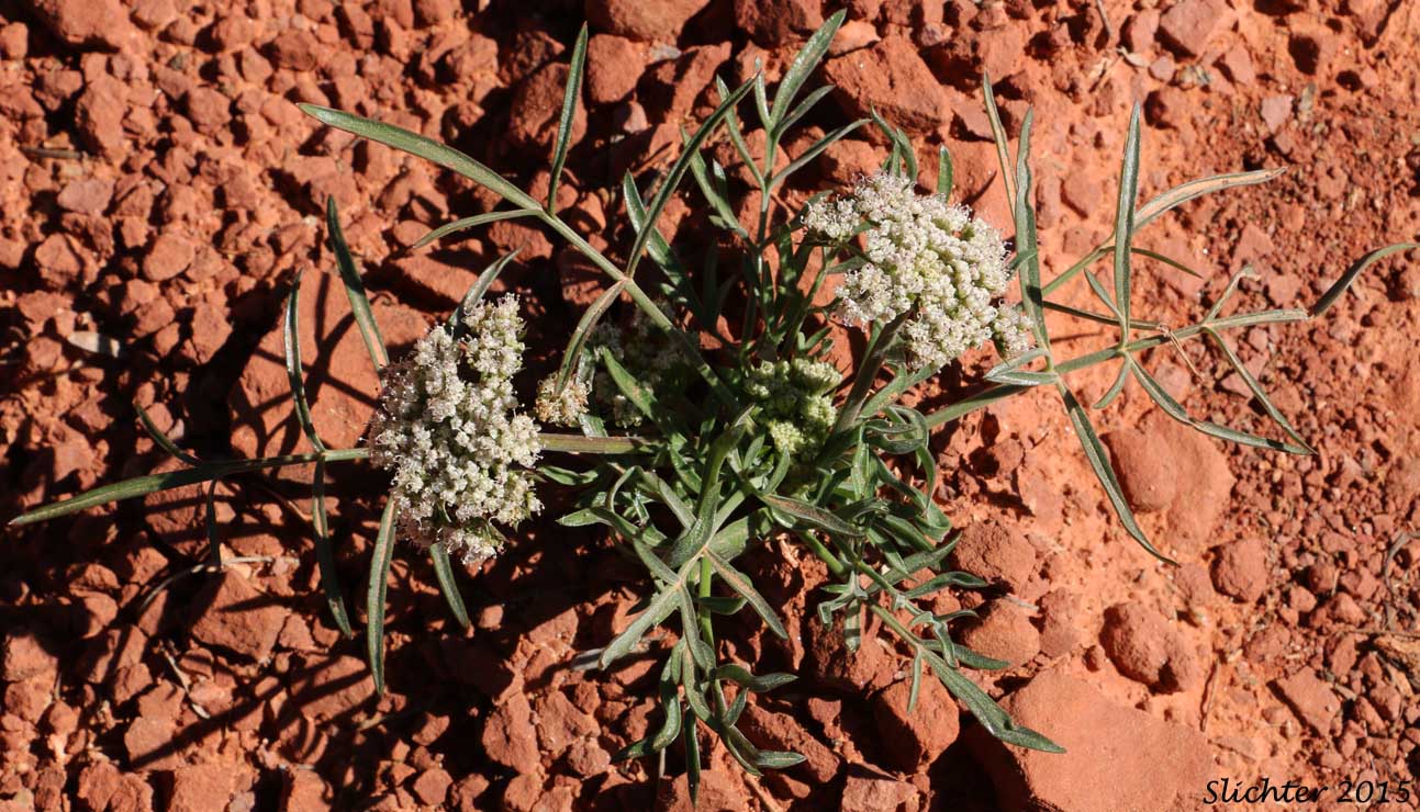 Parish's Biscuitroot, Parish's Lomatium: Lomatium nevadense var. parishii (Synonyms: Lomatium nevadense var. holpterum, Lomatium nevadense var. pseudorientale)