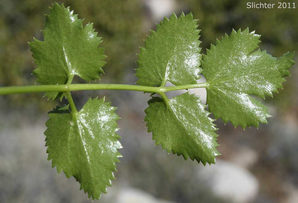 Underside of a leaf of Southern Tauschia, Southern Umbrellawort: Taushia arguta