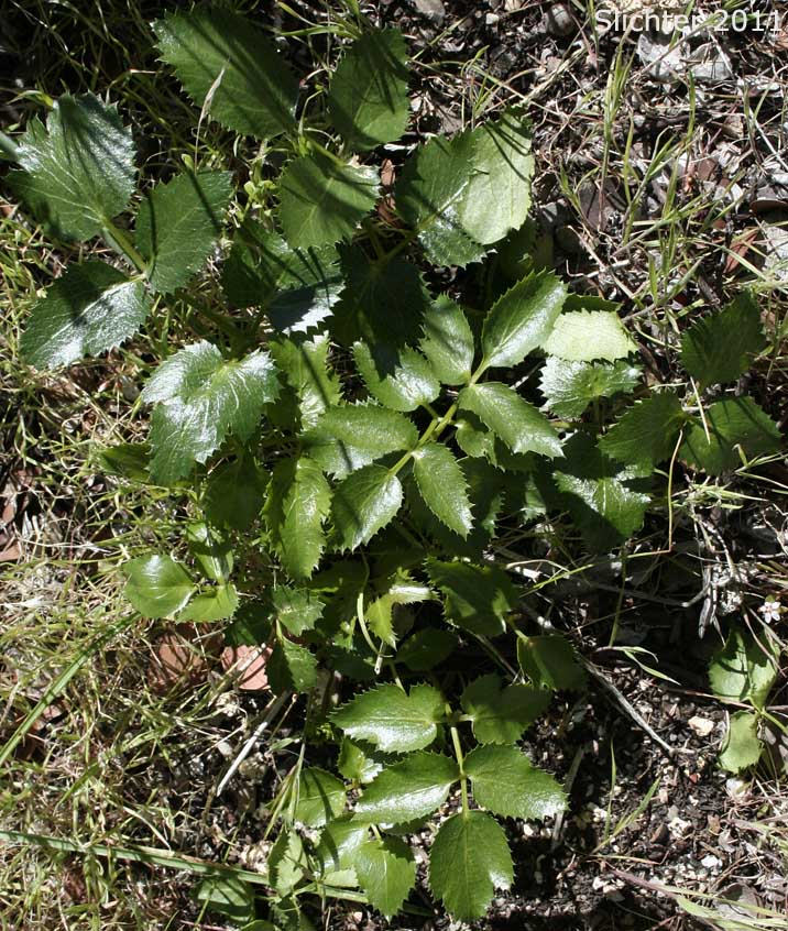 Leaves of Southern Tauschia, Southern Umbrellawort: Taushia arguta