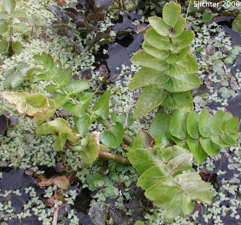 Southern Tauschia, Southern Umbrellawort: Taushia arguta