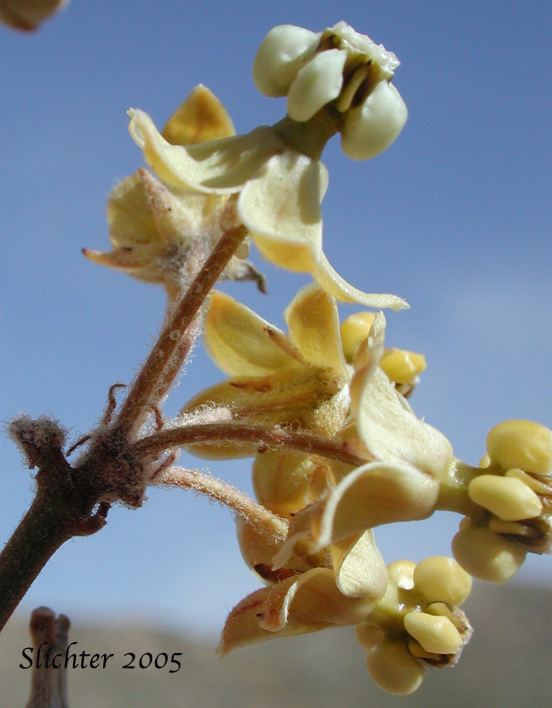 White-stemmed Milkweed, Whitestem Milkweed: Asclepias albicans