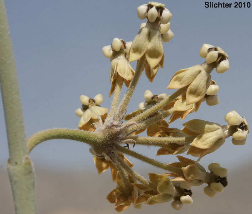 White-stemmed Milkweed, Whitestem Milkweed: Asclepias albicans