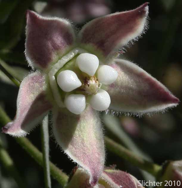 Flower of Climbing Milkweed: Funastrum cynanchoides var. hartwegii (Synonyms: Funastrum cynanchoides subsp. heterophyllum; Philibertella hartwegii; Philibertia heterophylla; Sarcostemma cynanchoides subsp. hartwegii)