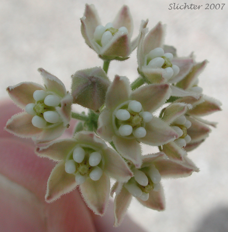 Hairy Milkweed, Trailing Townula: Funastrum hirtellum (Synonyms: Philibertia hirtella; Philibertia linearis var. hirtella; Sarcostemma hirtellum)