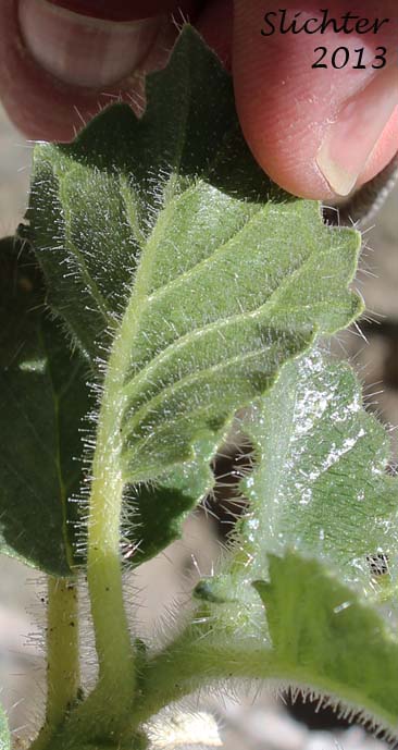 Ventral leaf surface of Desert Rocknettle, Desert Stingbush, Desert Bush Nettle: Eucnide urens