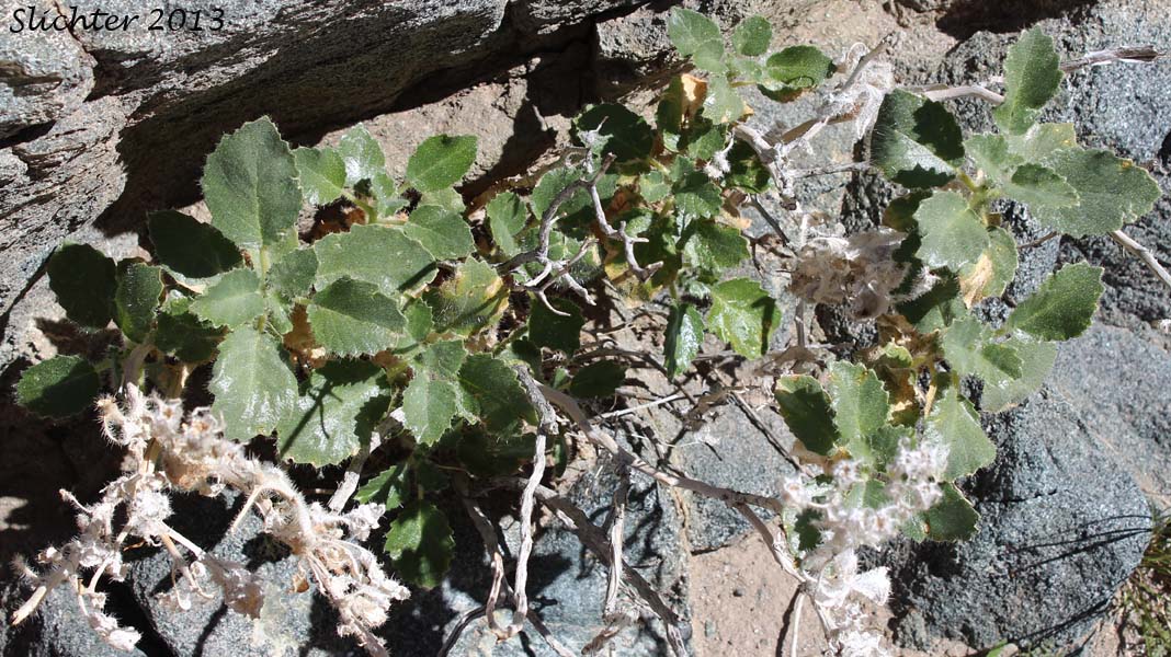 Desert Rocknettle, Desert Stingbush, Desert Bush Nettle: Eucnide urens