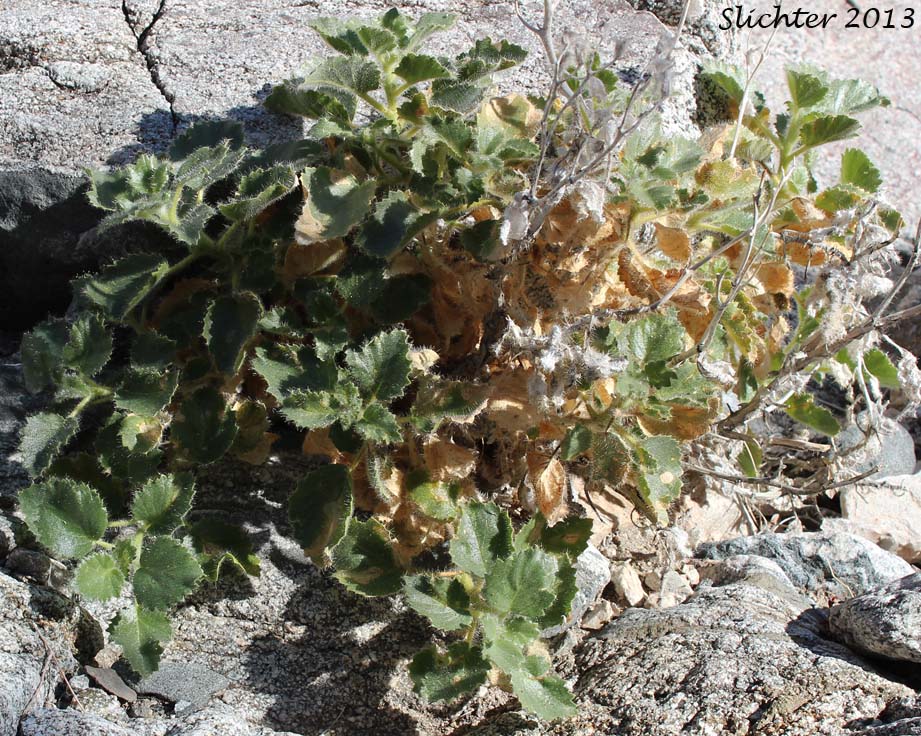 Desert Rocknettle, Desert Stingbush, Desert Bush Nettle: Eucnide urens