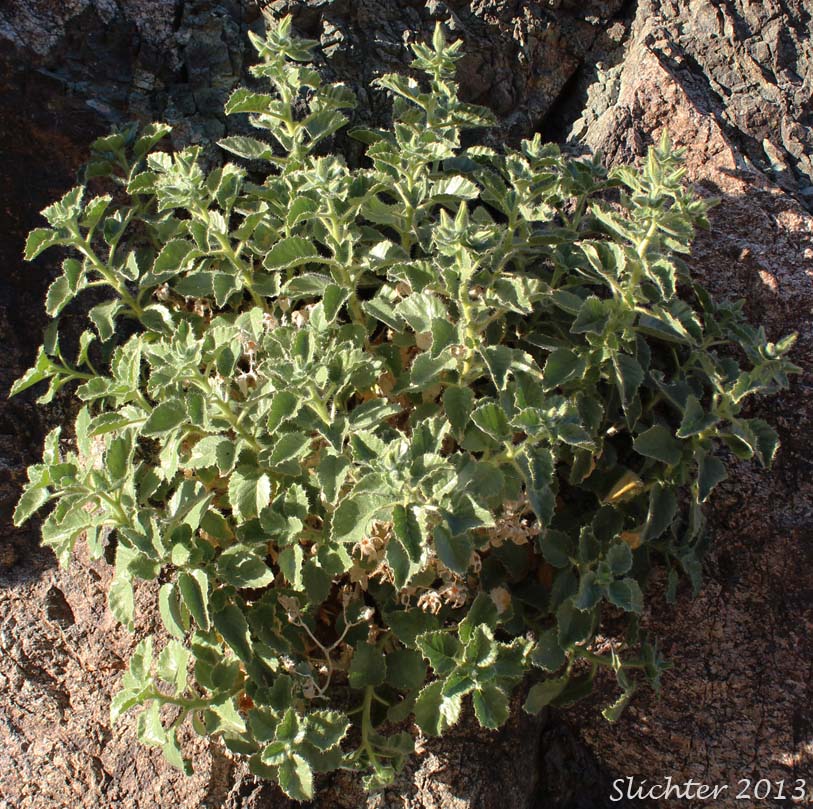 Desert Rocknettle, Desert Stingbush, Desert Bush Nettle: Eucnide urens