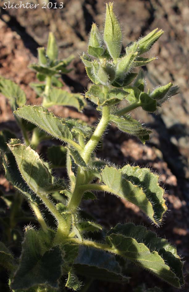 Desert Rocknettle, Desert Stingbush, Desert Bush Nettle: Eucnide urens
