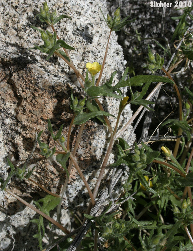 Yellowcomet, Yellow Blazing Star, Yellow, Comet: Mentzelia affinis