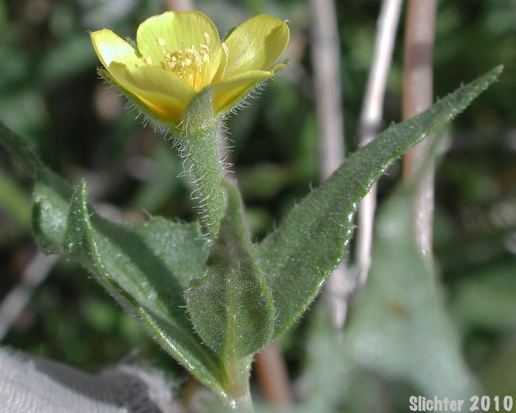 Yellowcomet, Yellow Blazing Star, Yellow, Comet: Mentzelia affinis