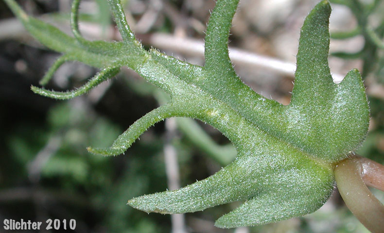 Stem leaf of Yellowcomet, Yellow Blazing Star, Yellow, Comet: Mentzelia affinis